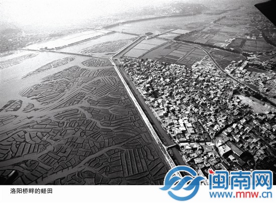 洛陽橋畔