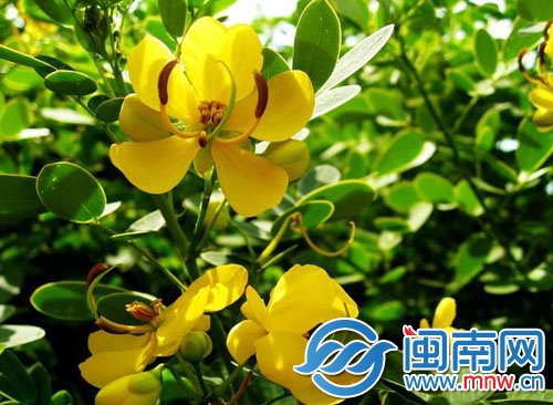 黃花槐