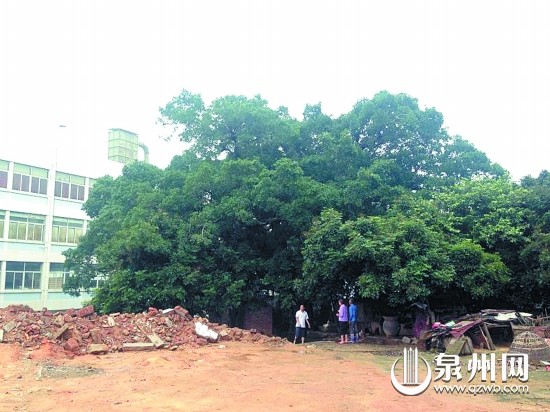 移植大榕樹(shù)須向林業(yè)部門(mén)提出申請(qǐng)