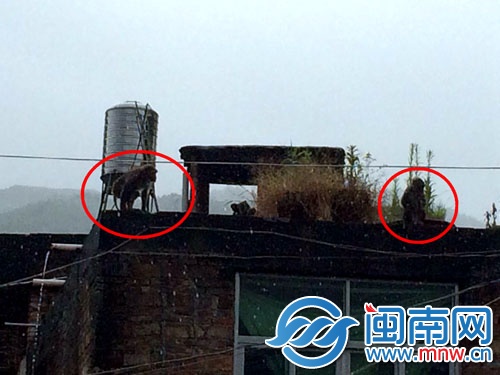 見到民警后，兩只猴子跑到樓頂，玩起了捉迷藏