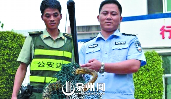 蛇長2米有余，皮色斑斕鮮艷，無毒