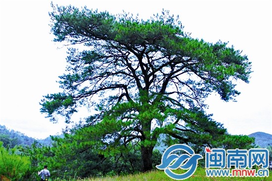 其他古樹不服？來攻擂吧!